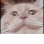 gnomesONbones