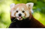 Panda Czerwona Team