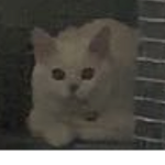 Cats are the best pets ever
