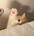 Kitty Dollhouse
