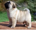 Pug_cute