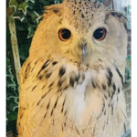 It’s owl caps