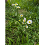 Baby buttercups
