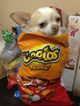 *Team Cheetos*