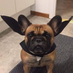 Bulldog King