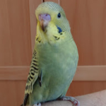 AceDanDaniel hi guys it yours is this sparta chrom