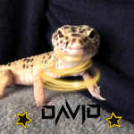 David Fan!