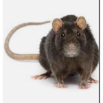 Queen rat .