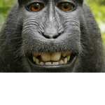 monkeyd kingdom