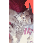 My cat leo<3