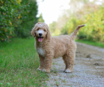 I love dogs/ES