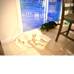 my pups and cats