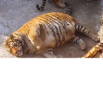 fat tiger good