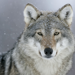 Wolf Village