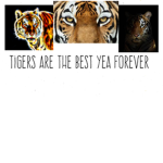 Tigers are the best Yea