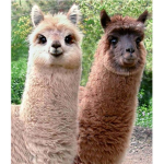 The Llama Loving Fan Club (TLLFC)