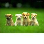 Clan of the Puppies
