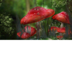 Mushroom’s!