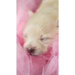 Cute puppy studios