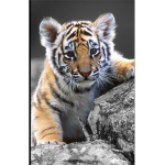 tigers cult