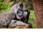 monkeu uo