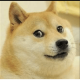 DOGE WORLD (start of war)