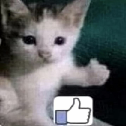 Yes cat meme Roblox decal