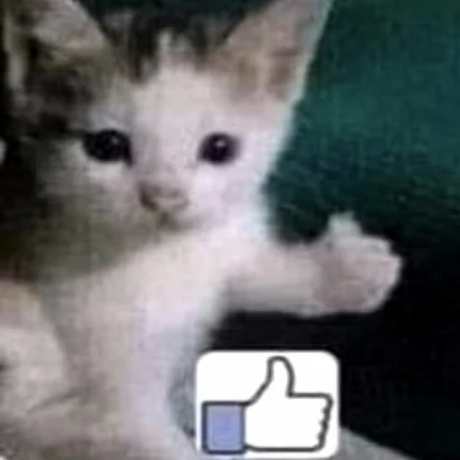 Yes cat meme