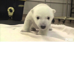 polar bear fans!!!!!