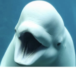 Beluga boi Co.