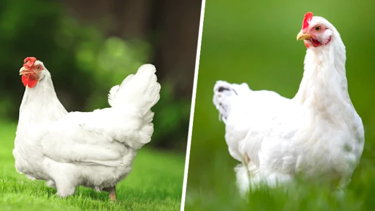 チキン🐔