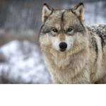 wolf club for everyone