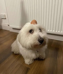 Robux diamond king
