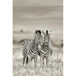 Zebra game~ obby