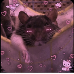 Rats s