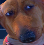 dog citys