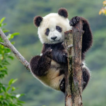 PandaLord Fan Group