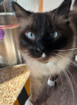 for the robux meow