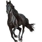Horse Market