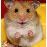Hamsterkekw
