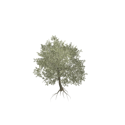 Hyper Realistic animated Tree