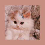 Softy's cat club