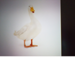The godly duck squad!