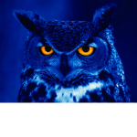 Dark Owlz