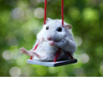 Mini hamsters!