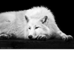 Wolfs For Life Bro