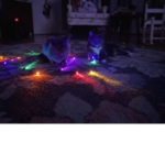 Crystals cats