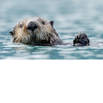 Panda otter