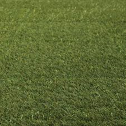 grass