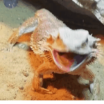 Lizard Mafia Team